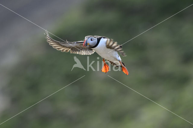 Atlantic Puffin (Fratercula arctica)