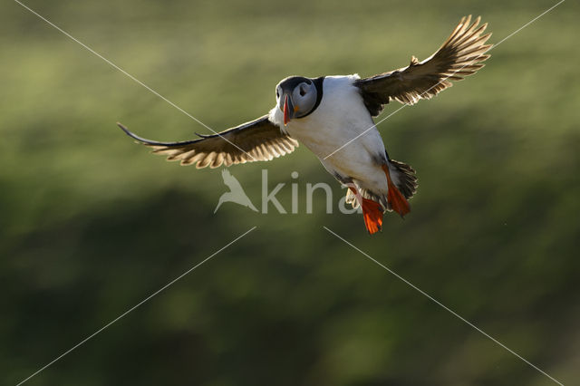 Atlantic Puffin (Fratercula arctica)