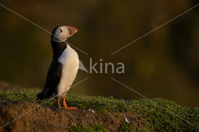 Atlantic Puffin (Fratercula arctica)