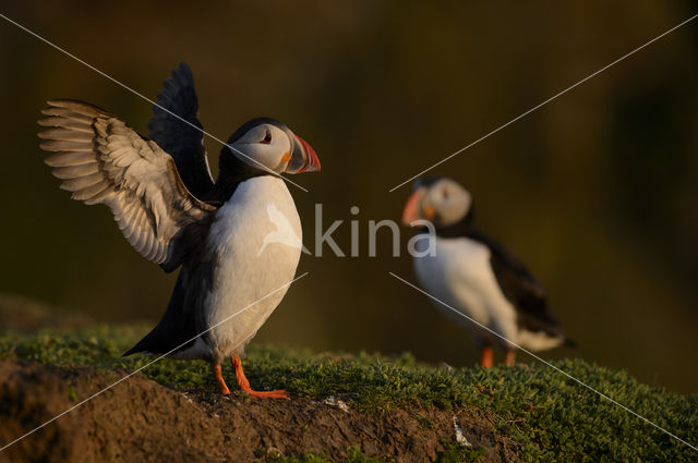 Atlantic Puffin (Fratercula arctica)