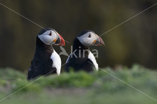 Atlantic Puffin (Fratercula arctica)