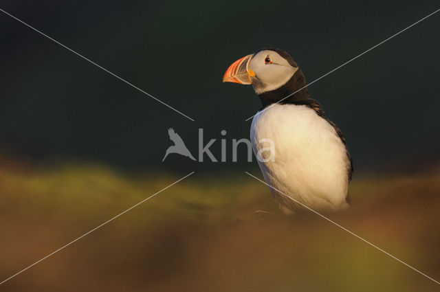 Papegaaiduiker (Fratercula arctica)