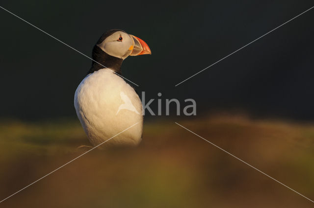 Atlantic Puffin (Fratercula arctica)