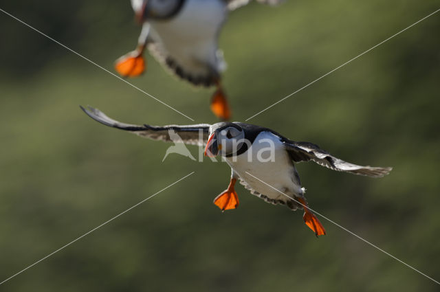 Atlantic Puffin (Fratercula arctica)