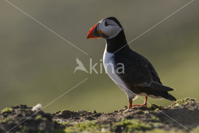 Atlantic Puffin (Fratercula arctica)