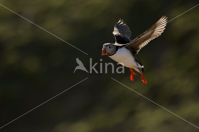 Atlantic Puffin (Fratercula arctica)