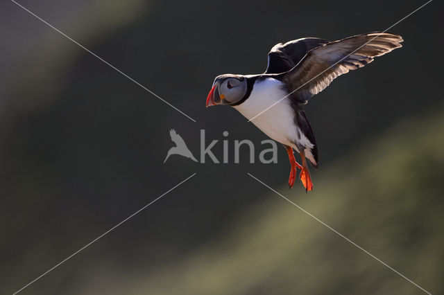 Atlantic Puffin (Fratercula arctica)