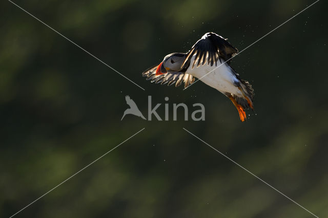 Atlantic Puffin (Fratercula arctica)