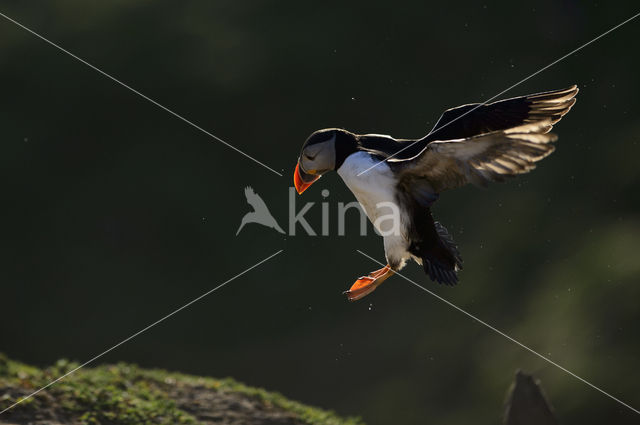 Atlantic Puffin (Fratercula arctica)