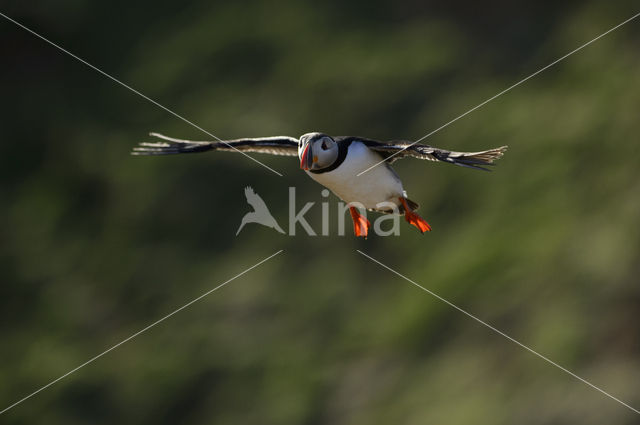 Atlantic Puffin (Fratercula arctica)