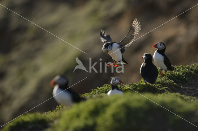 Atlantic Puffin (Fratercula arctica)