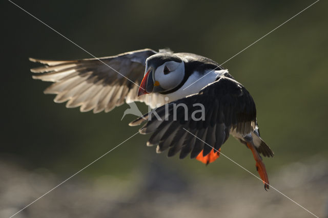 Atlantic Puffin (Fratercula arctica)