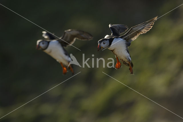 Atlantic Puffin (Fratercula arctica)