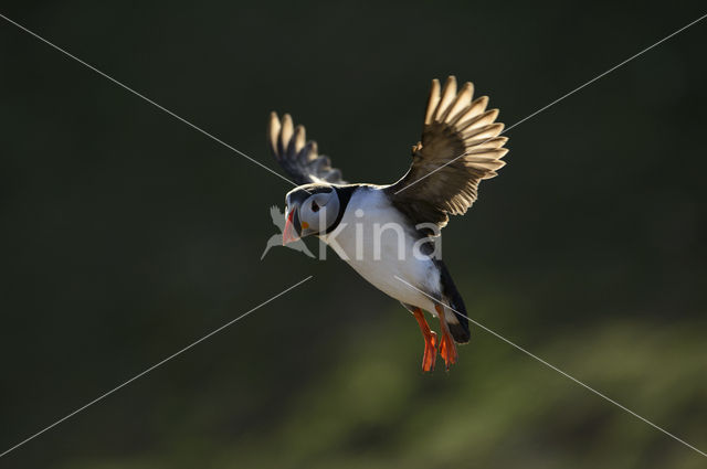 Atlantic Puffin (Fratercula arctica)