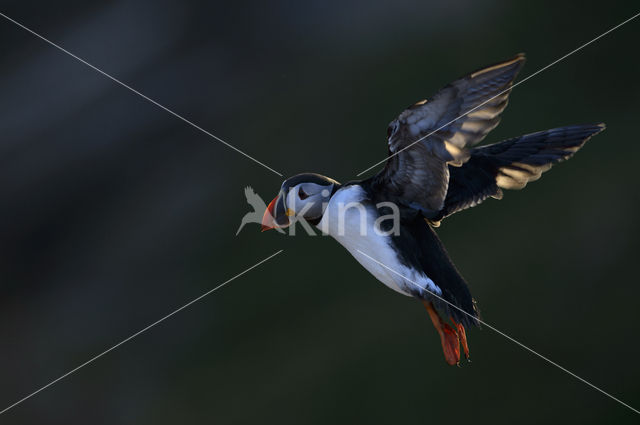 Atlantic Puffin (Fratercula arctica)