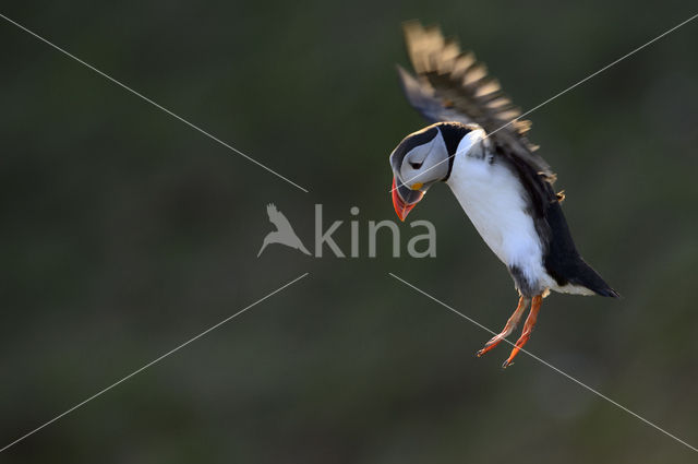 Atlantic Puffin (Fratercula arctica)