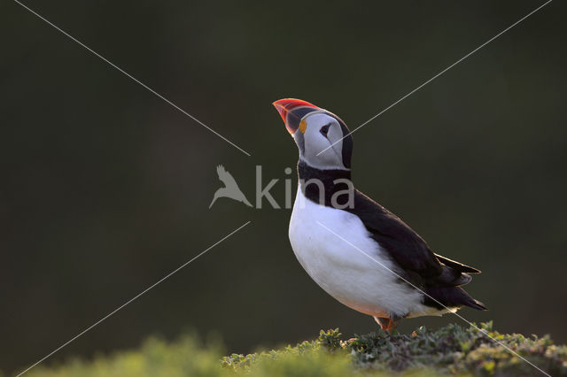 Atlantic Puffin (Fratercula arctica)