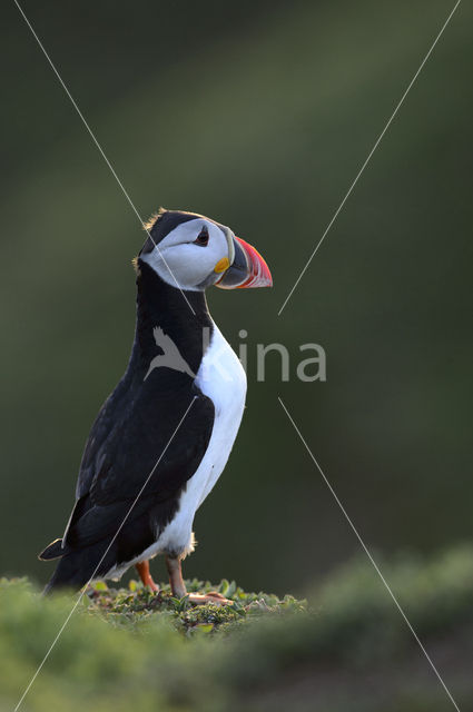 Atlantic Puffin (Fratercula arctica)