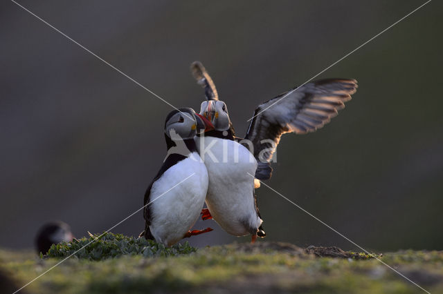 Atlantic Puffin (Fratercula arctica)