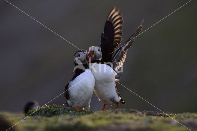 Atlantic Puffin (Fratercula arctica)