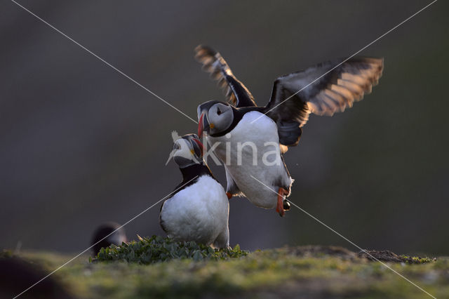 Atlantic Puffin (Fratercula arctica)