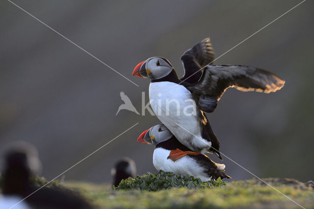 Atlantic Puffin (Fratercula arctica)