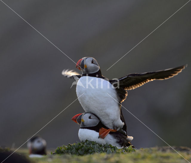 Atlantic Puffin (Fratercula arctica)