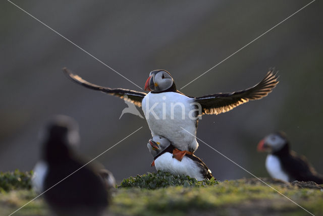 Atlantic Puffin (Fratercula arctica)