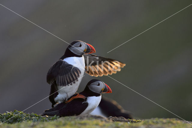 Atlantic Puffin (Fratercula arctica)