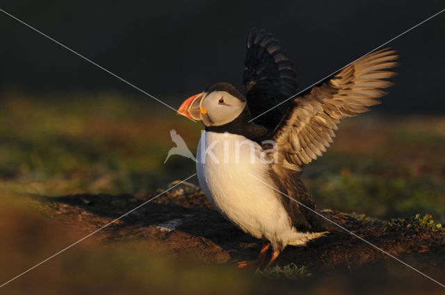 Atlantic Puffin (Fratercula arctica)