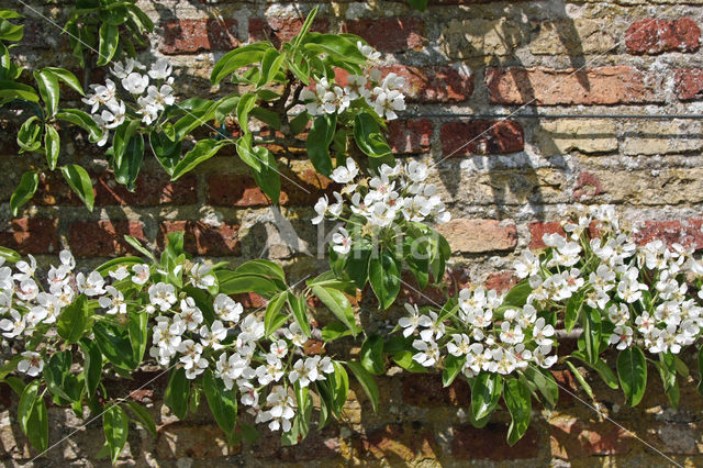 Pear (Pyrus spec.)
