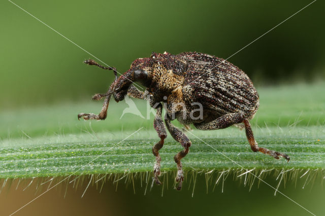 Pelenomus quadrituberculatus