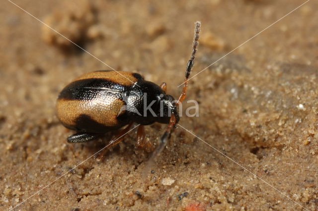 Phyllotreta ochripes