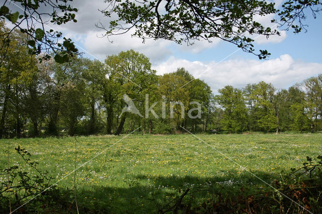 Pinksterbloem (Cardamine pratensis)