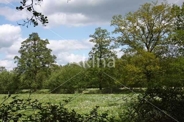 Pinksterbloem (Cardamine pratensis)