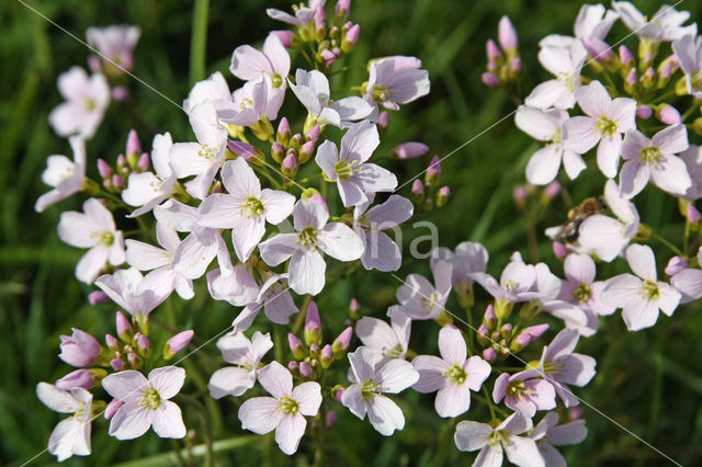 Pinksterbloem (Cardamine pratensis)