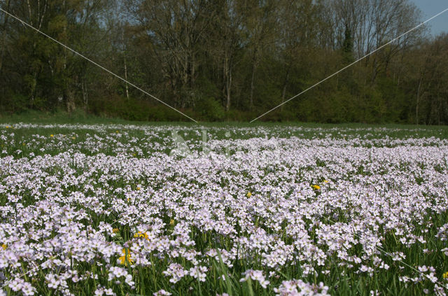 Pinksterbloem (Cardamine pratensis)