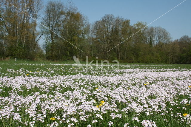 Pinksterbloem (Cardamine pratensis)