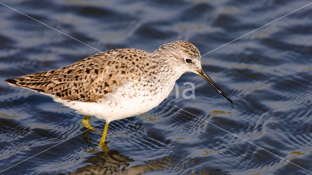 Marsh Sandpiper (Tringa stagnatilis)