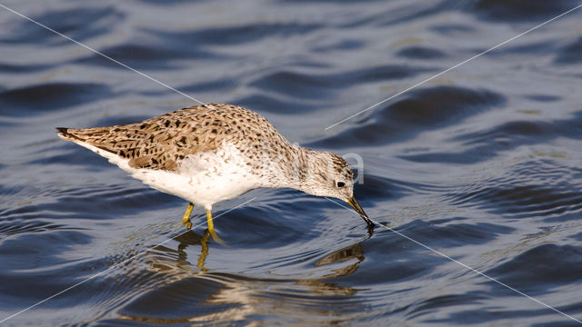Marsh Sandpiper (Tringa stagnatilis)