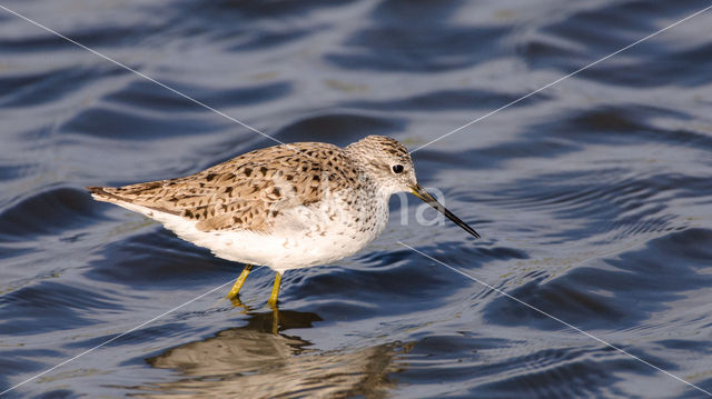 Poelruiter (Tringa stagnatilis)