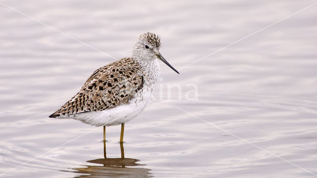 Marsh Sandpiper (Tringa stagnatilis)