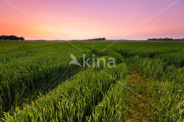 Polder de Biesbosch