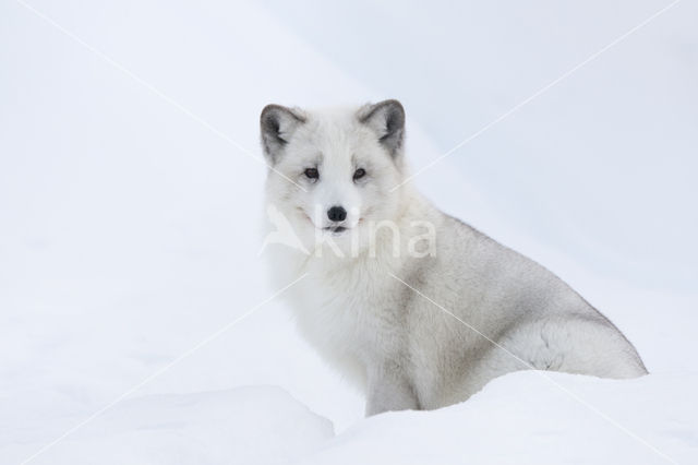 Arctic fox (Alopex lagopus)