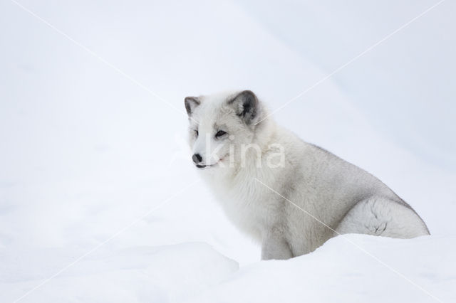 Arctic fox (Alopex lagopus)