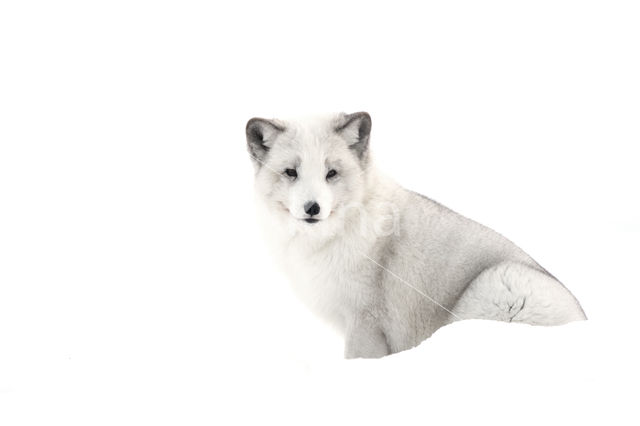 Arctic fox (Alopex lagopus)