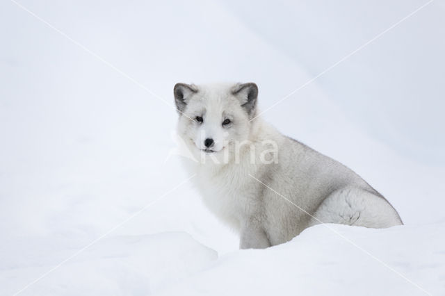 Arctic fox (Alopex lagopus)