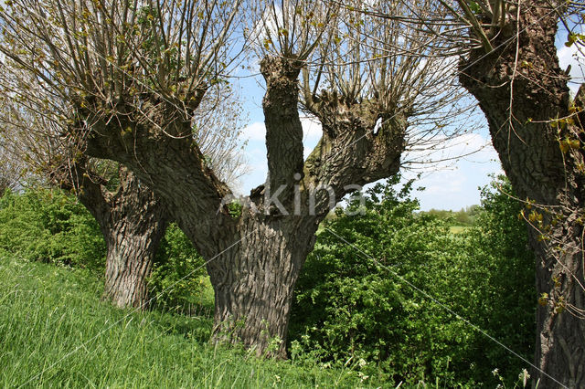Poplar (Populus spec.)