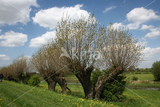Poplar (Populus spec.)