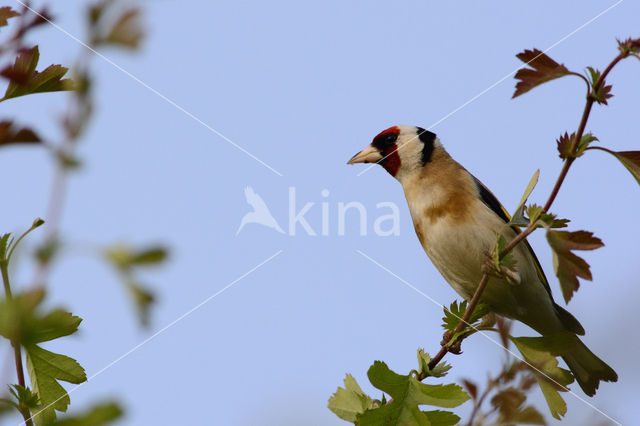 European Goldfinch (Carduelis carduelis)